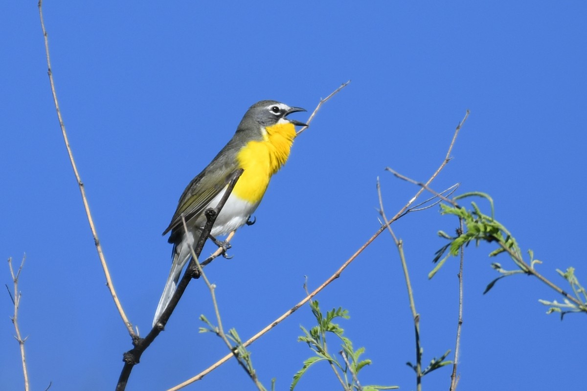 Yellow-breasted Chat - ML618684780