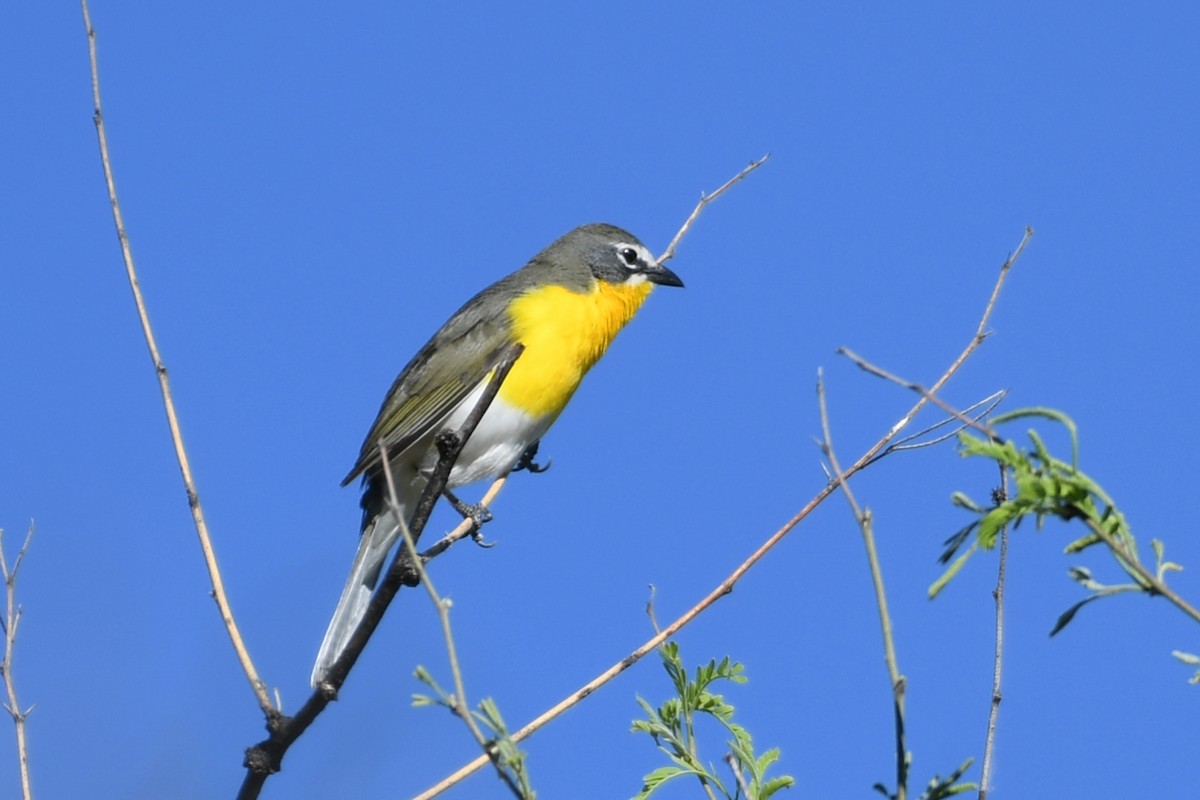 Yellow-breasted Chat - ML618684781