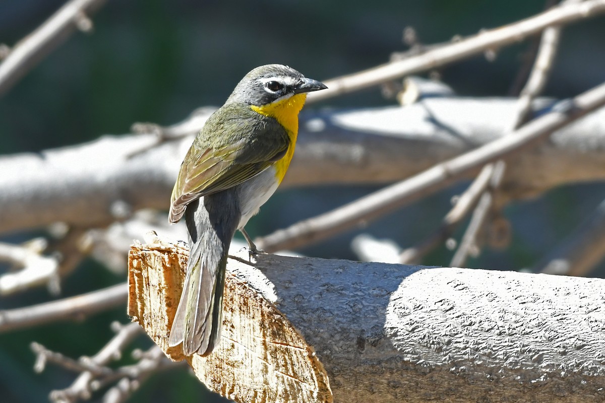 Yellow-breasted Chat - ML618684782