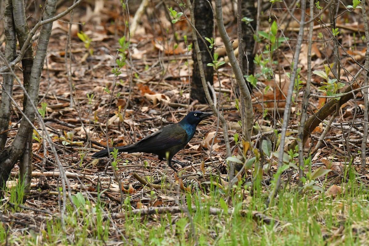 Common Grackle - Marcia Suchy