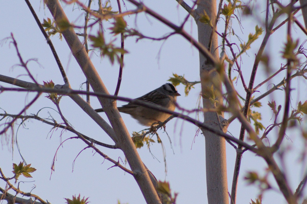 White-crowned Sparrow - ML618684808