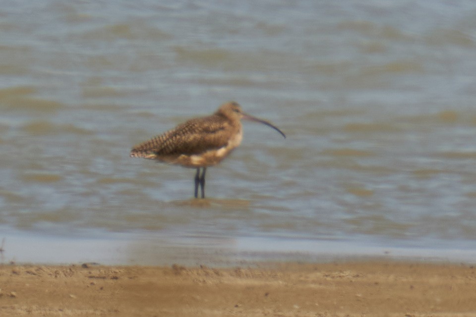 Long-billed Curlew - ML618684906