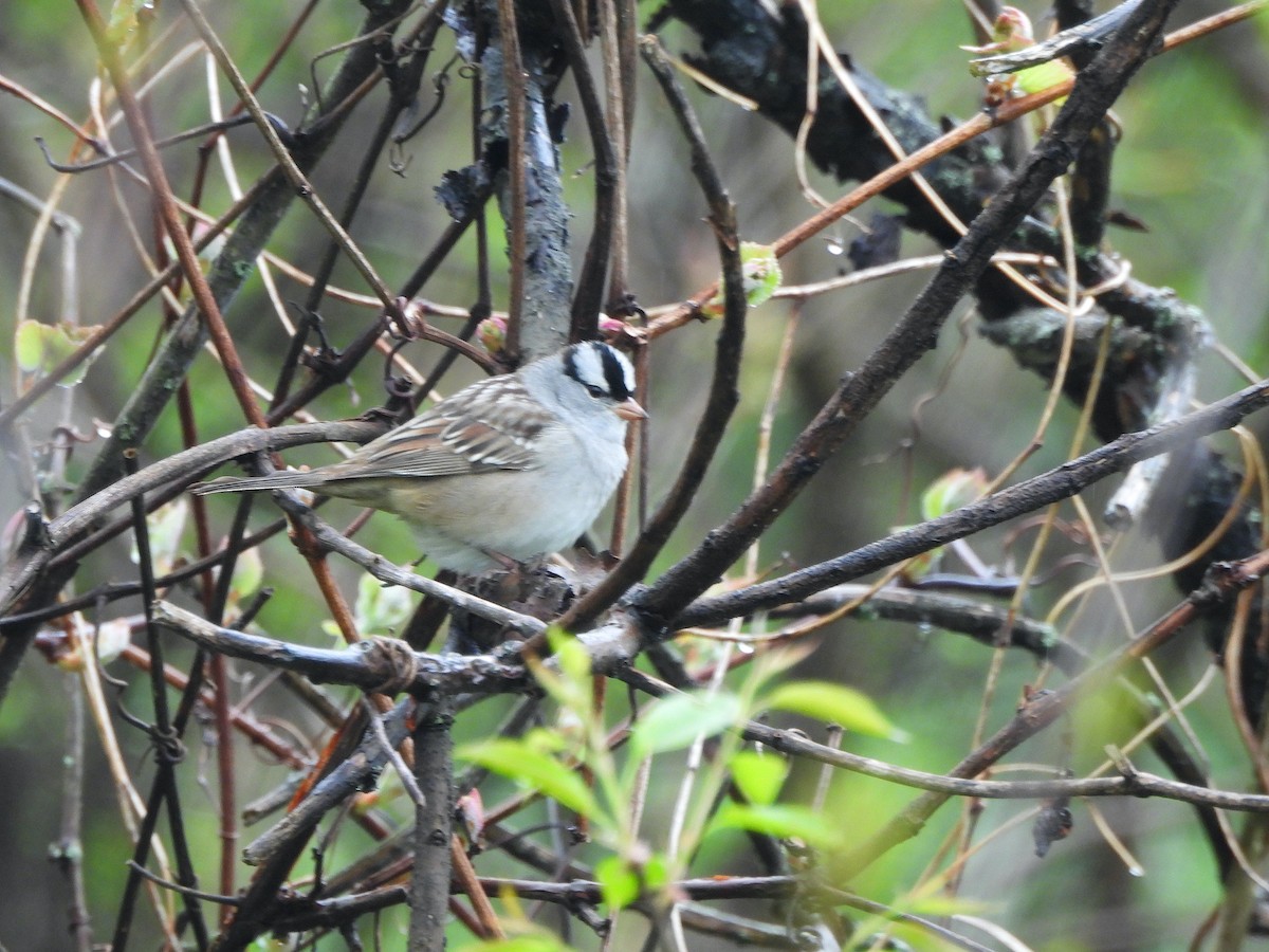 White-crowned Sparrow - ML618685018