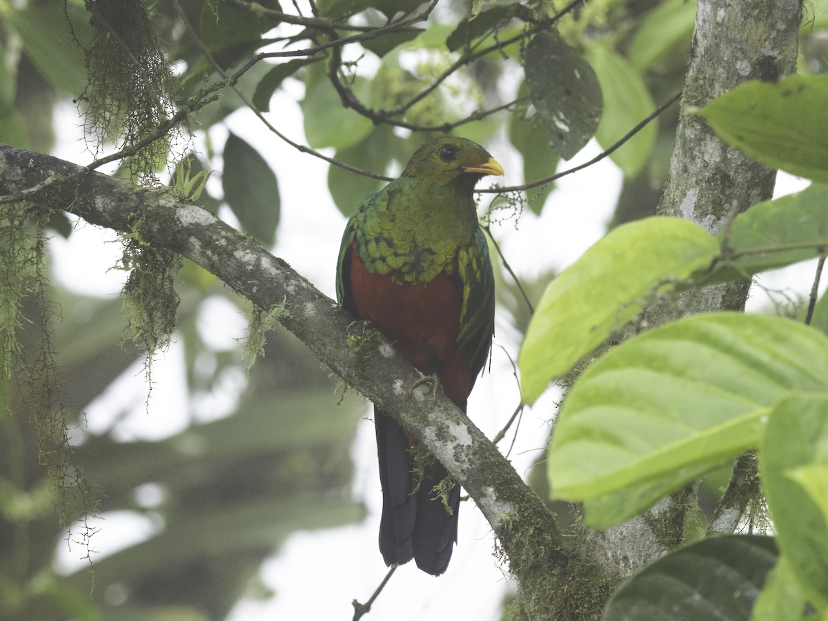 Quetzal Cabecidorado - ML618685032