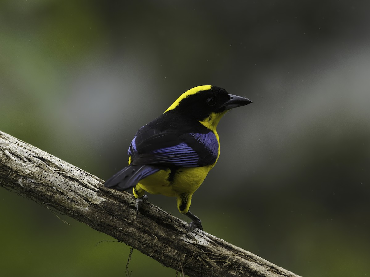 Blue-winged Mountain Tanager - ML618685062