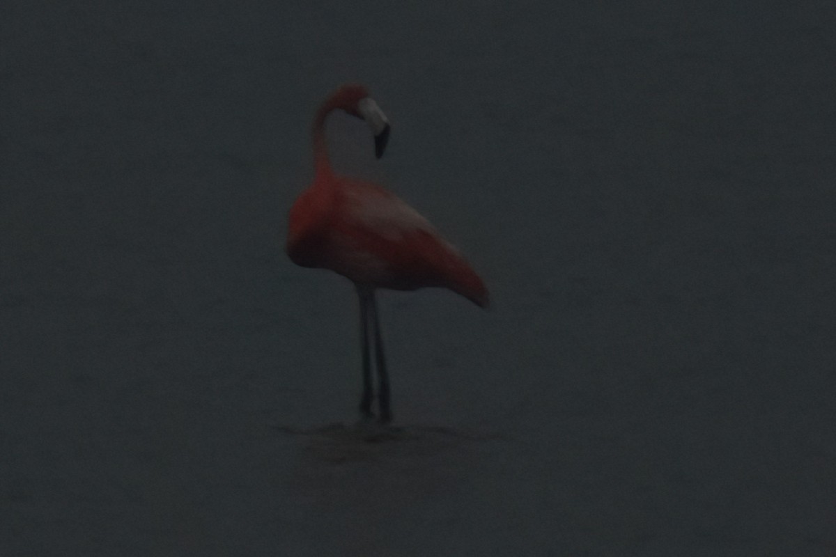 Amerika Flamingosu - ML618685063