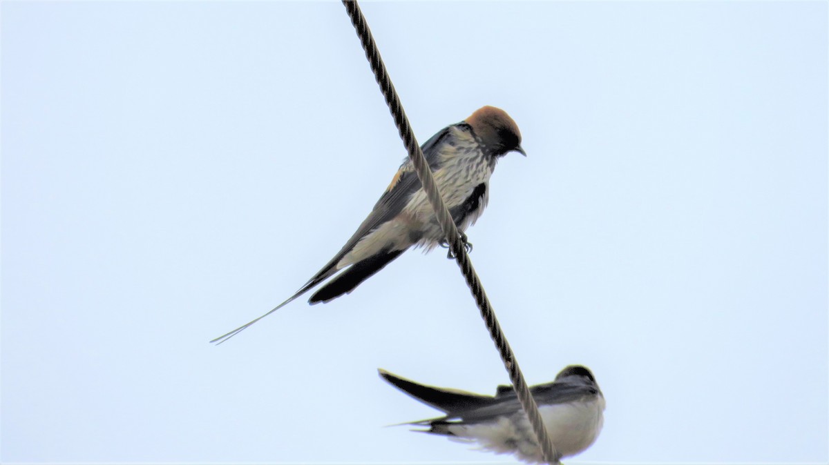 Lesser Striped Swallow - ML618685091
