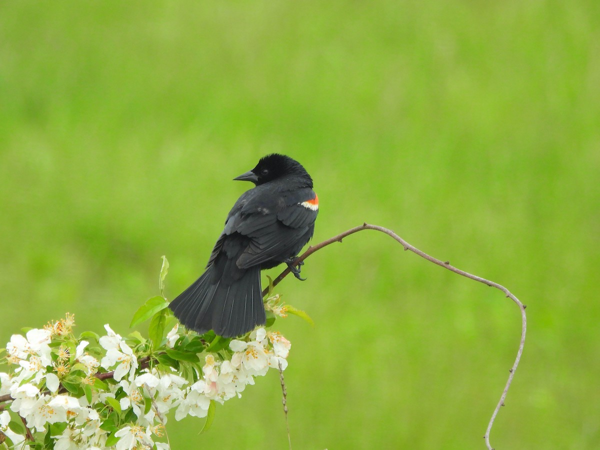 Red-winged Blackbird - ML618685133