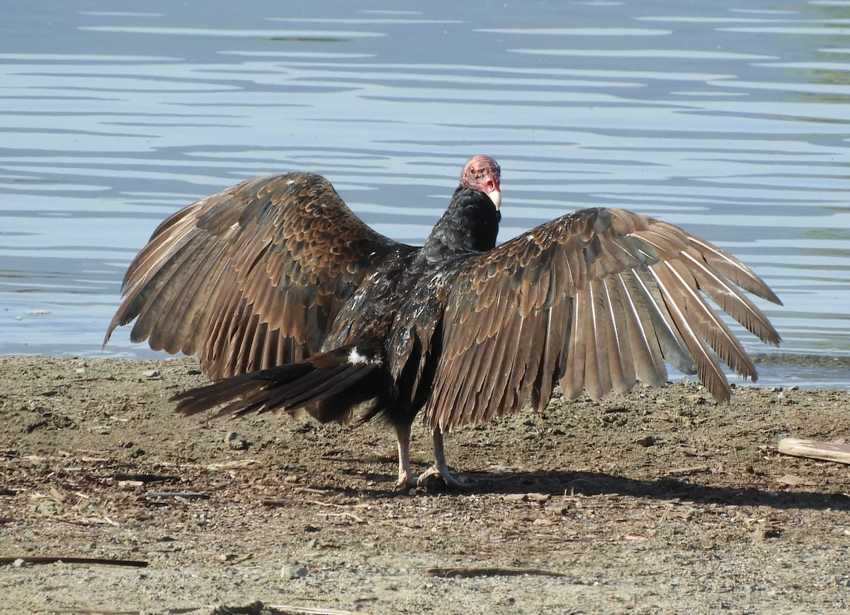 Turkey Vulture - ML618685134