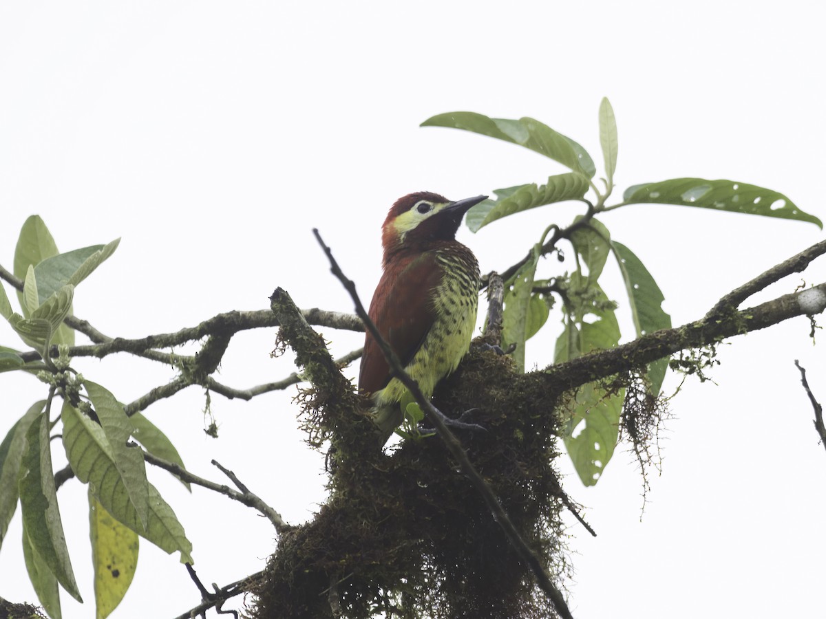 Crimson-mantled Woodpecker - ML618685157