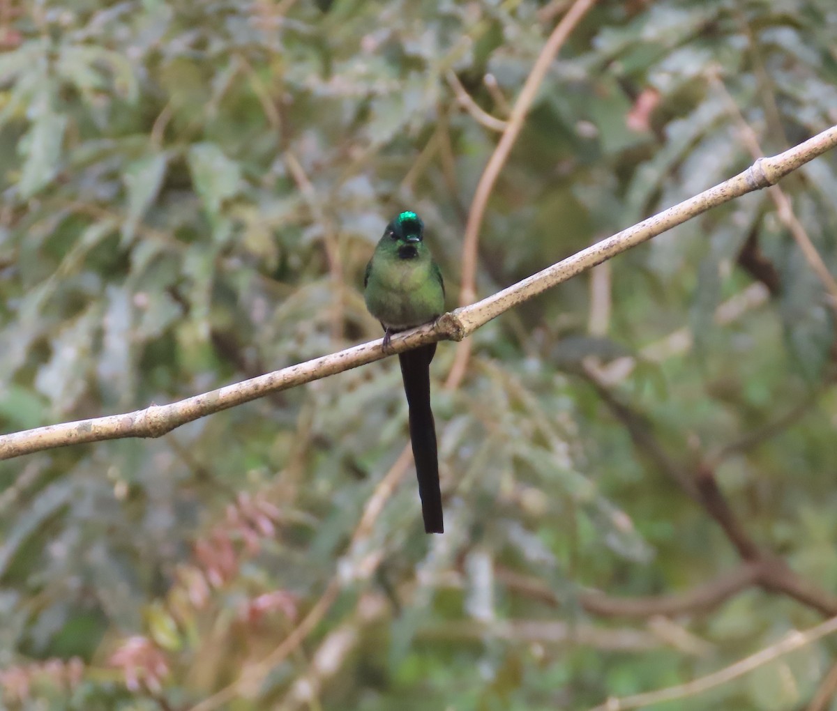 Long-tailed Sylph - ML618685159