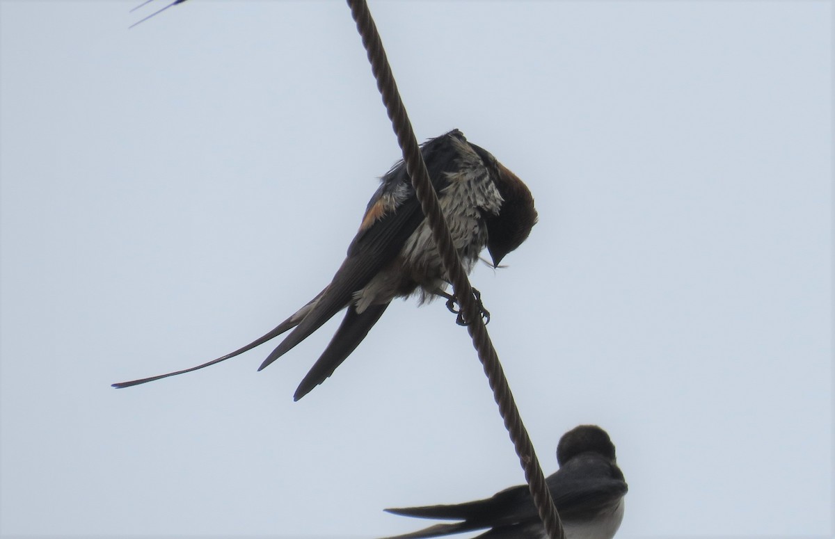 Lesser Striped Swallow - ML618685160