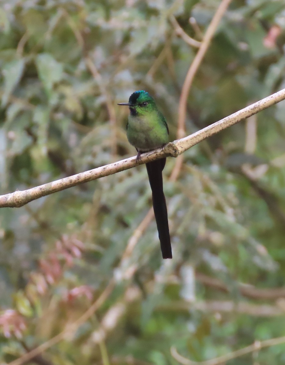 Long-tailed Sylph - ML618685163