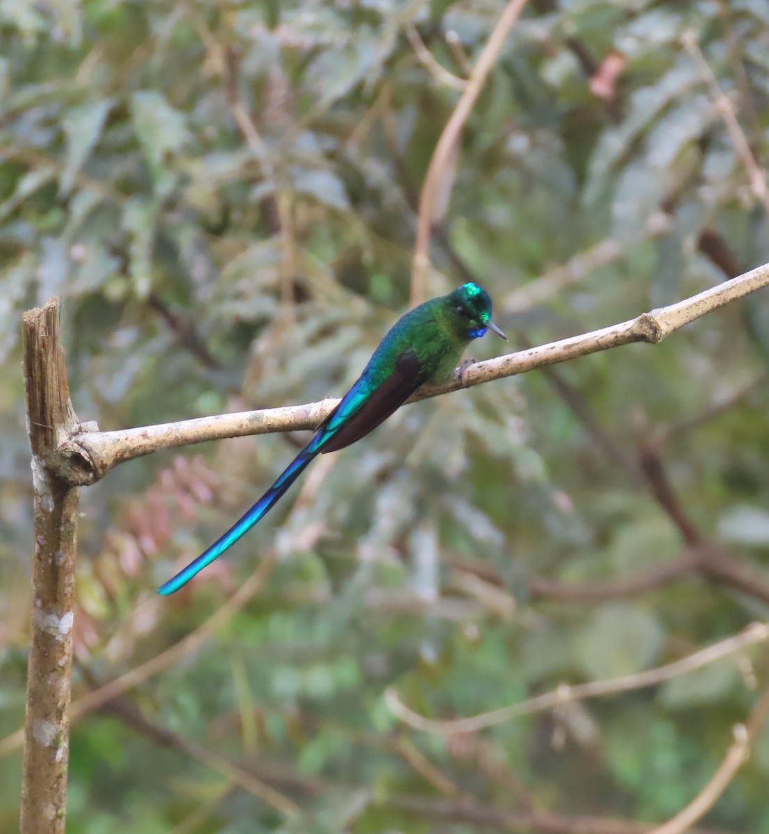 Long-tailed Sylph - ML618685170