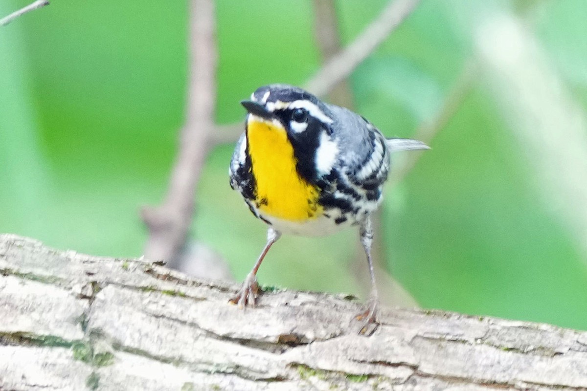 Yellow-throated Warbler - ML618685178