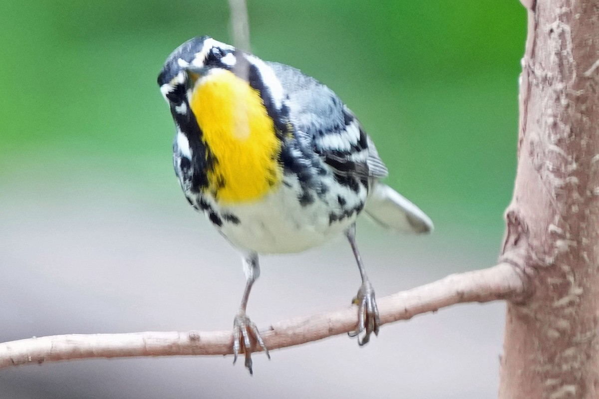 Yellow-throated Warbler - ML618685179