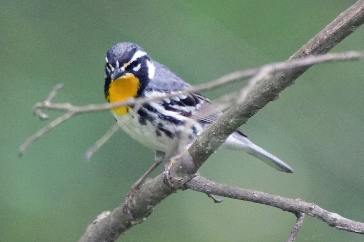 Yellow-throated Warbler - ML618685181