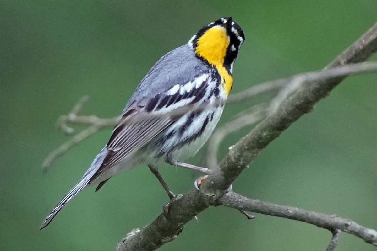 Yellow-throated Warbler - ML618685184
