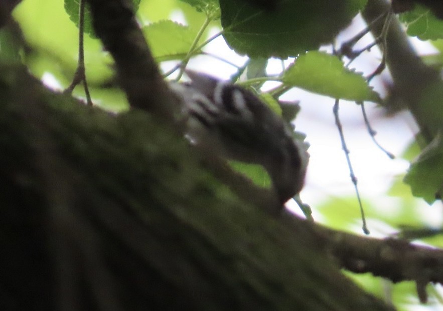 Black-and-white Warbler - Jim Rowoth