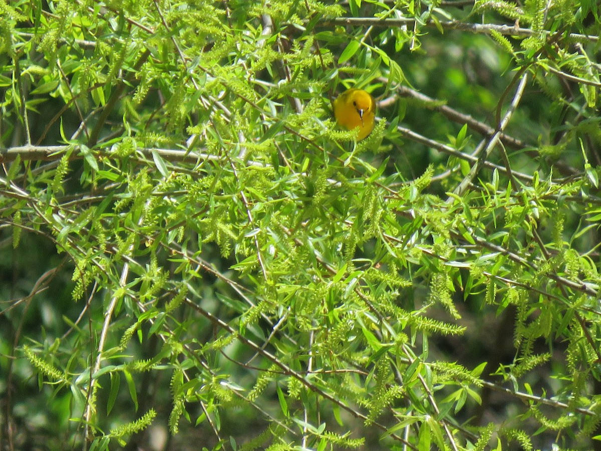 Prothonotary Warbler - ML618685197