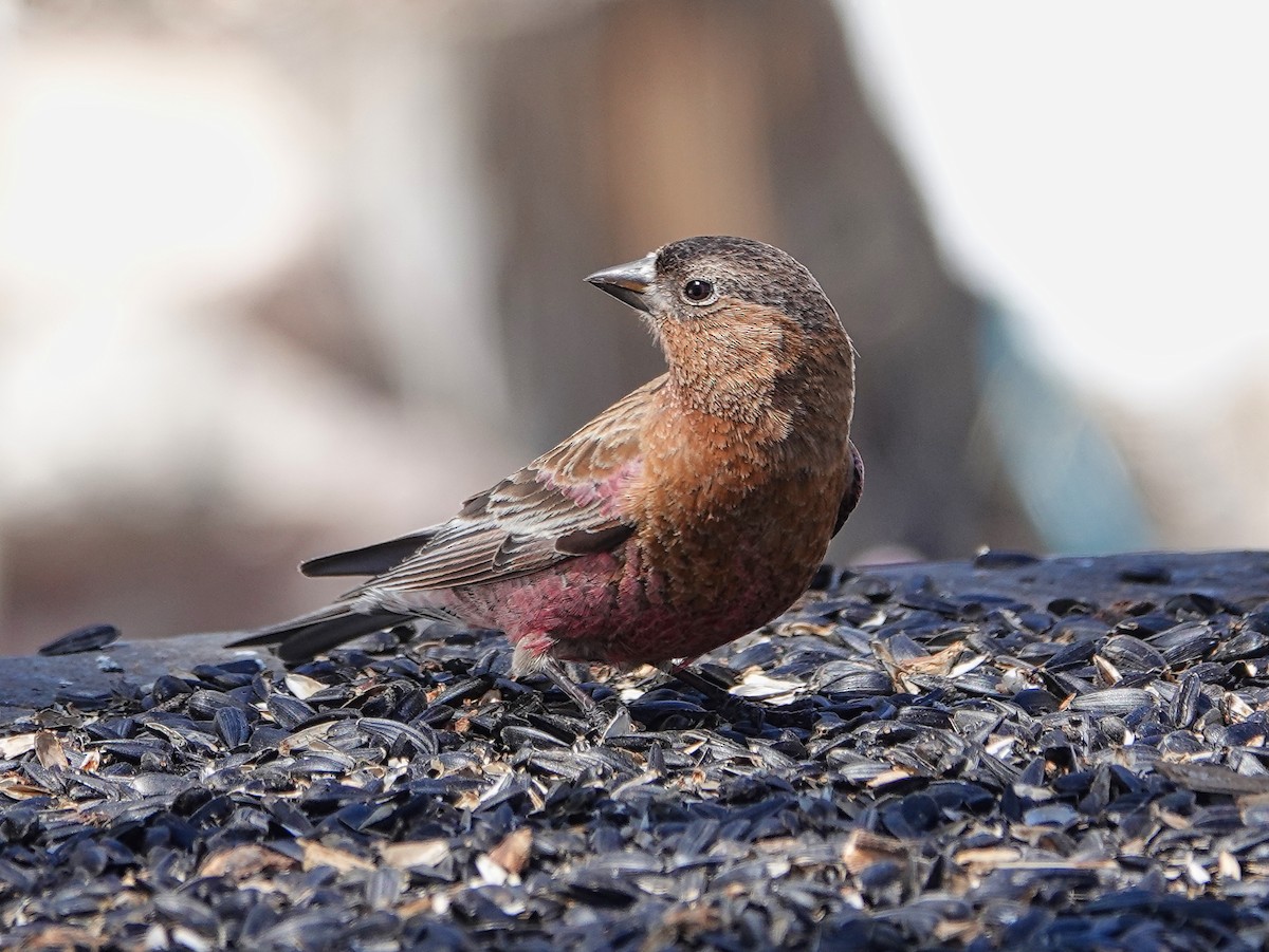 Brown-capped Rosy-Finch - ML618685201