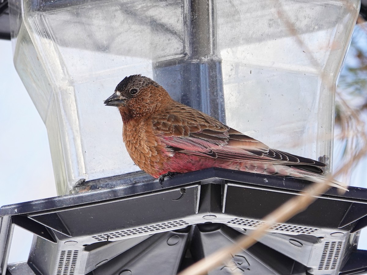 Brown-capped Rosy-Finch - ML618685202