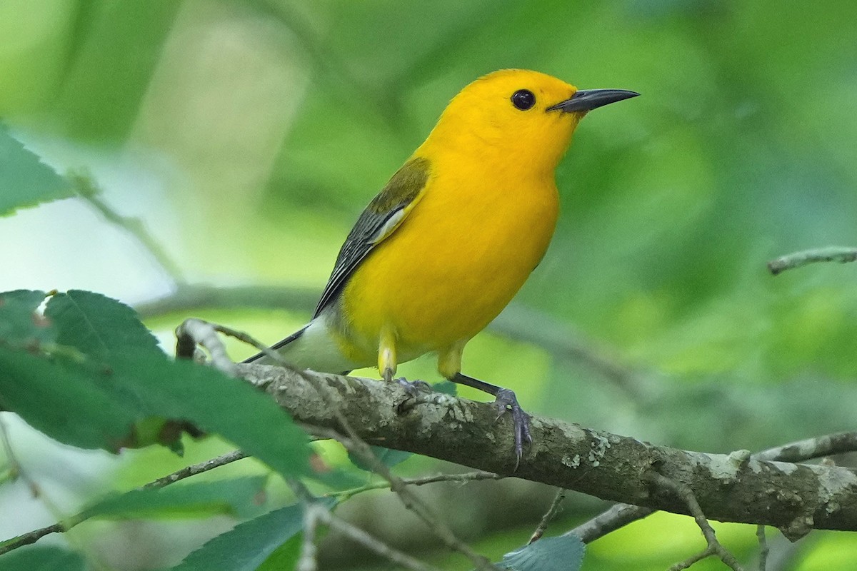 Prothonotary Warbler - ML618685240