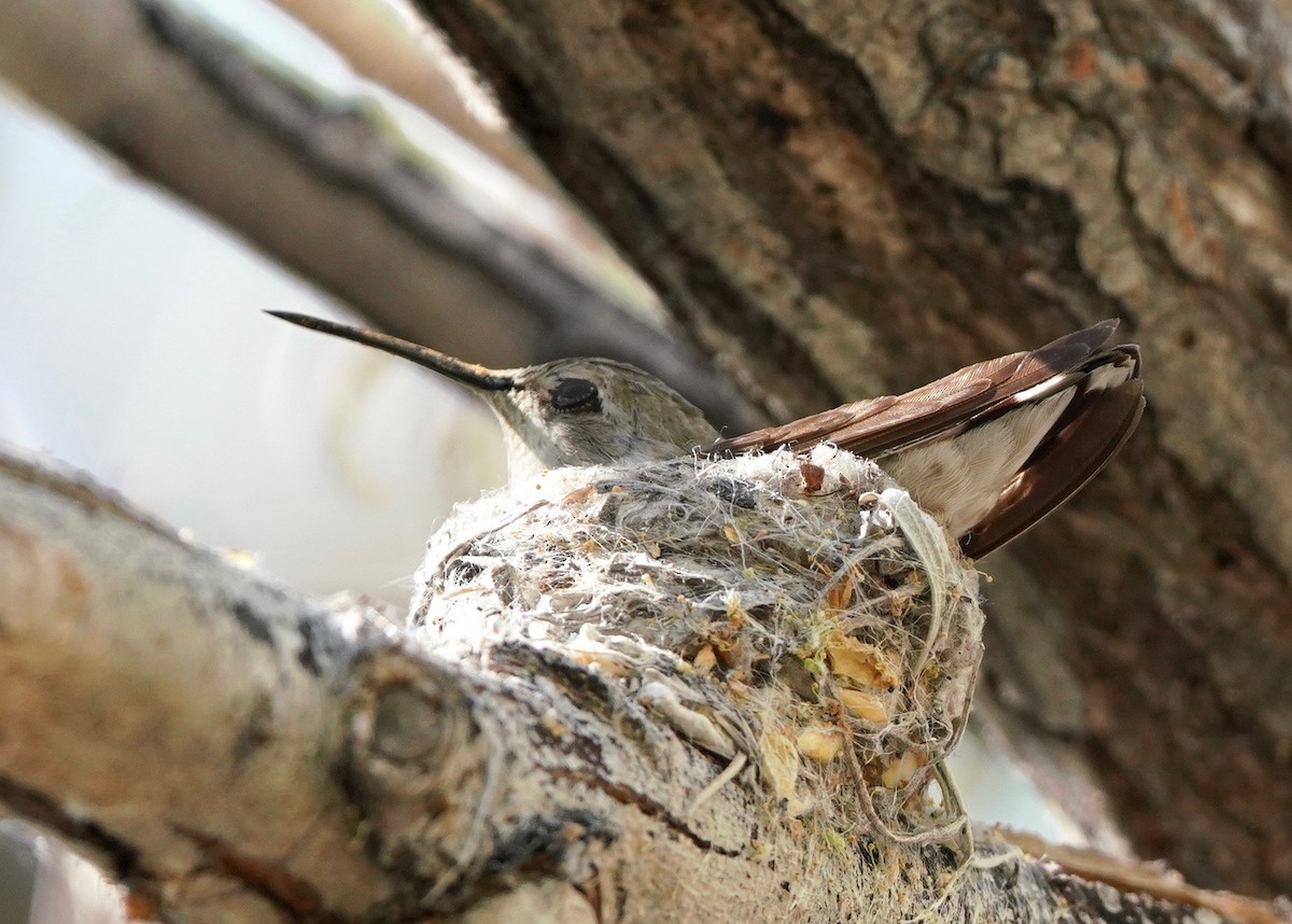 Black-chinned Hummingbird - ML618685306