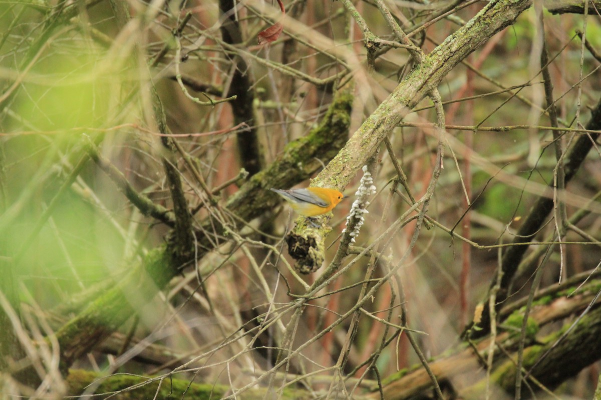 Prothonotary Warbler - ML618685311