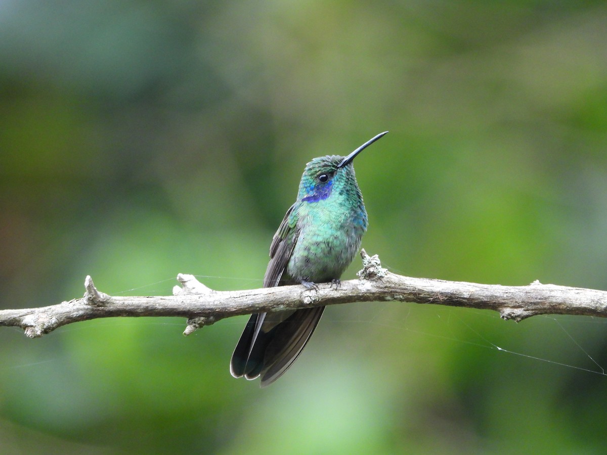 kolibřík modrouchý - ML618685320