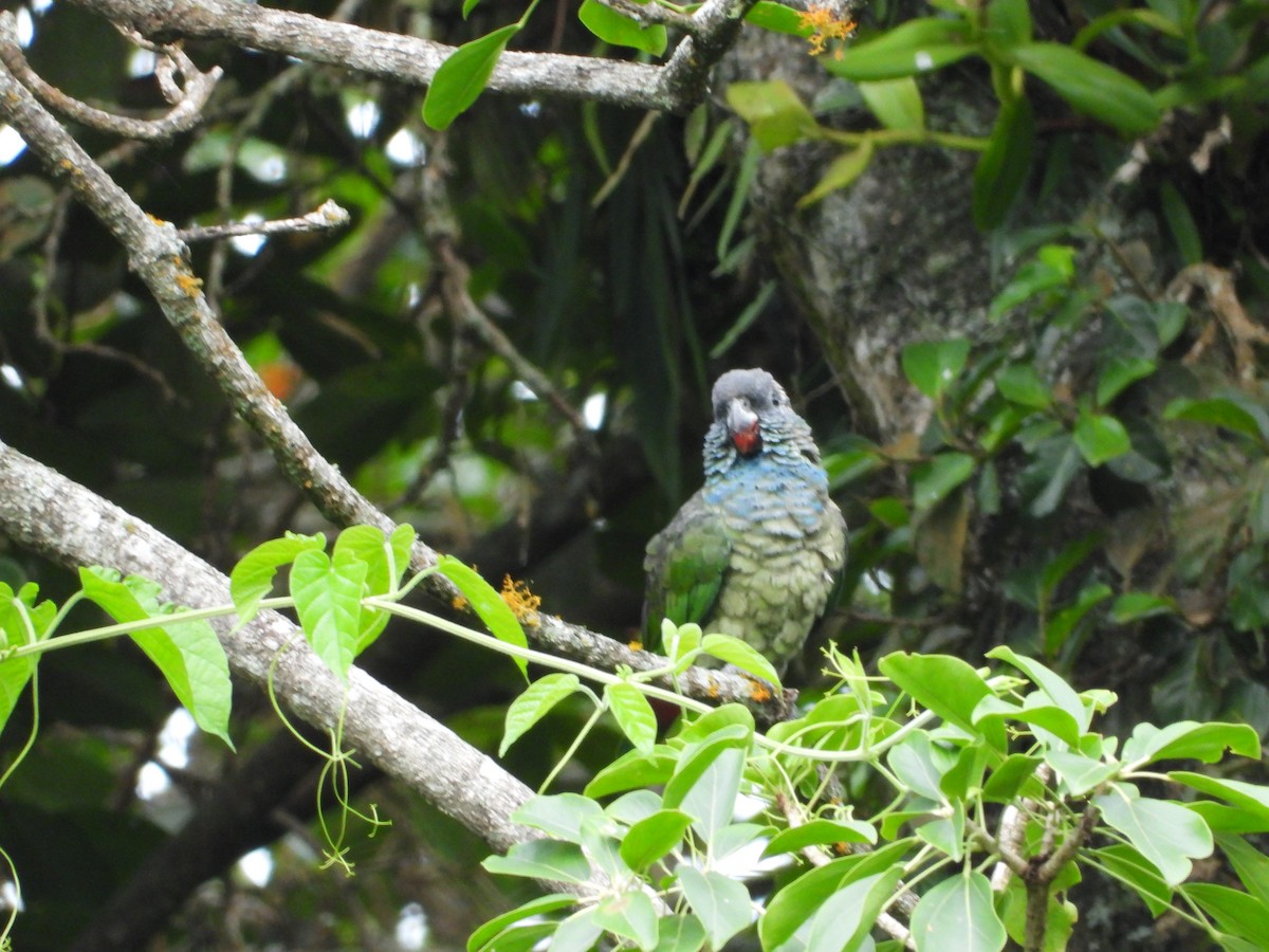 Red-billed Parrot - ML618685331