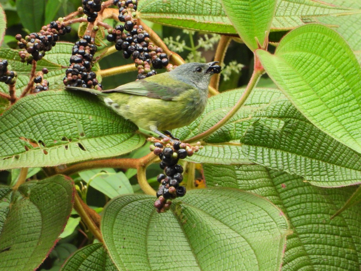 Black-headed Tanager - ML618685347