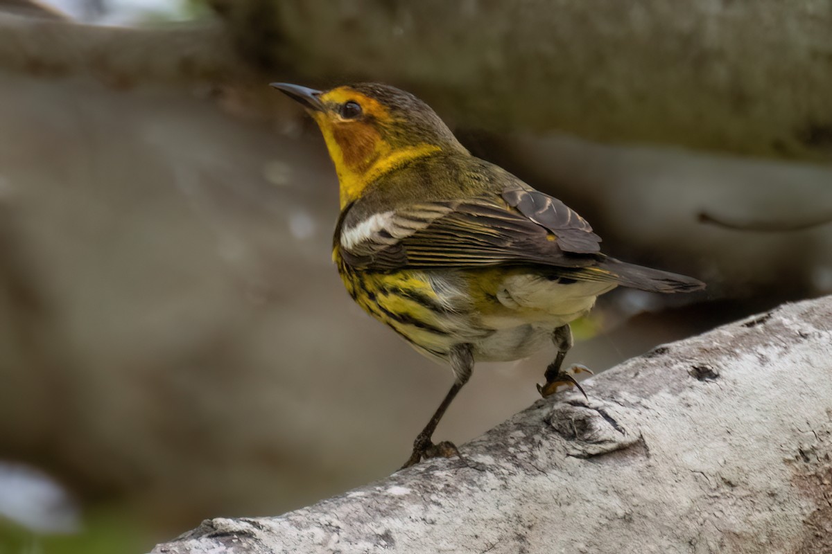 Cape May Warbler - ML618685364