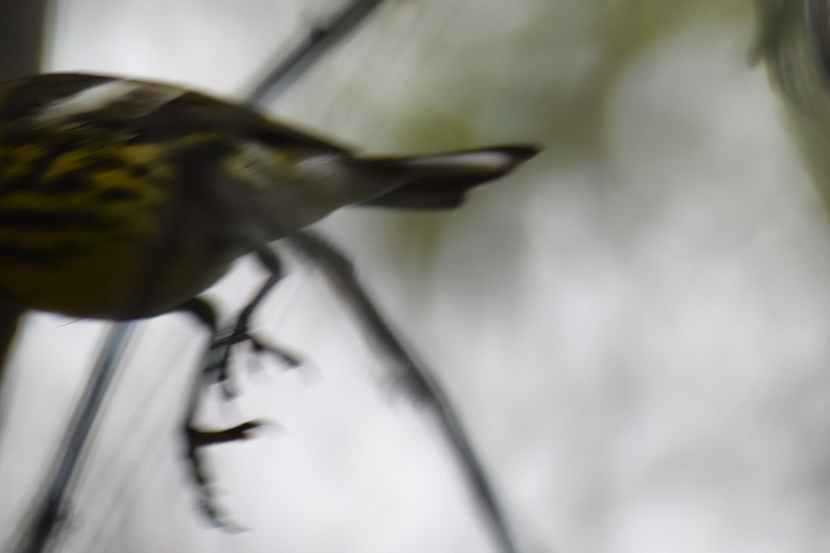 Cape May Warbler - Derek Hudgins