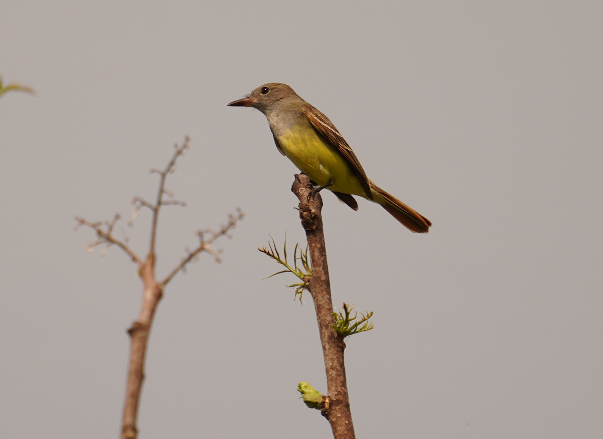 Great Crested Flycatcher - ML618685383