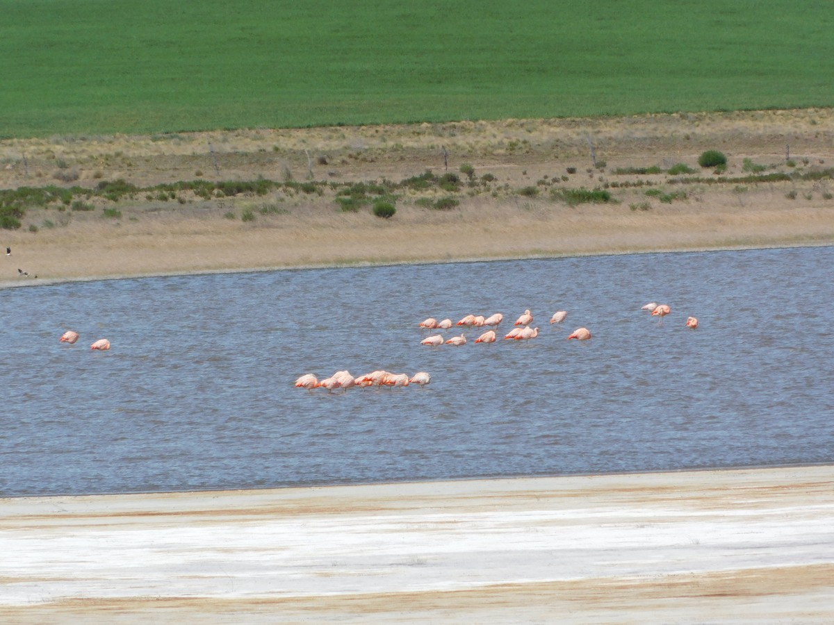 Chilean Flamingo - ML618685398