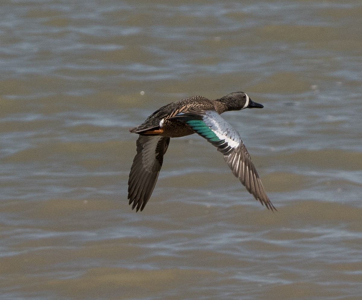 Blue-winged Teal - ML618685399