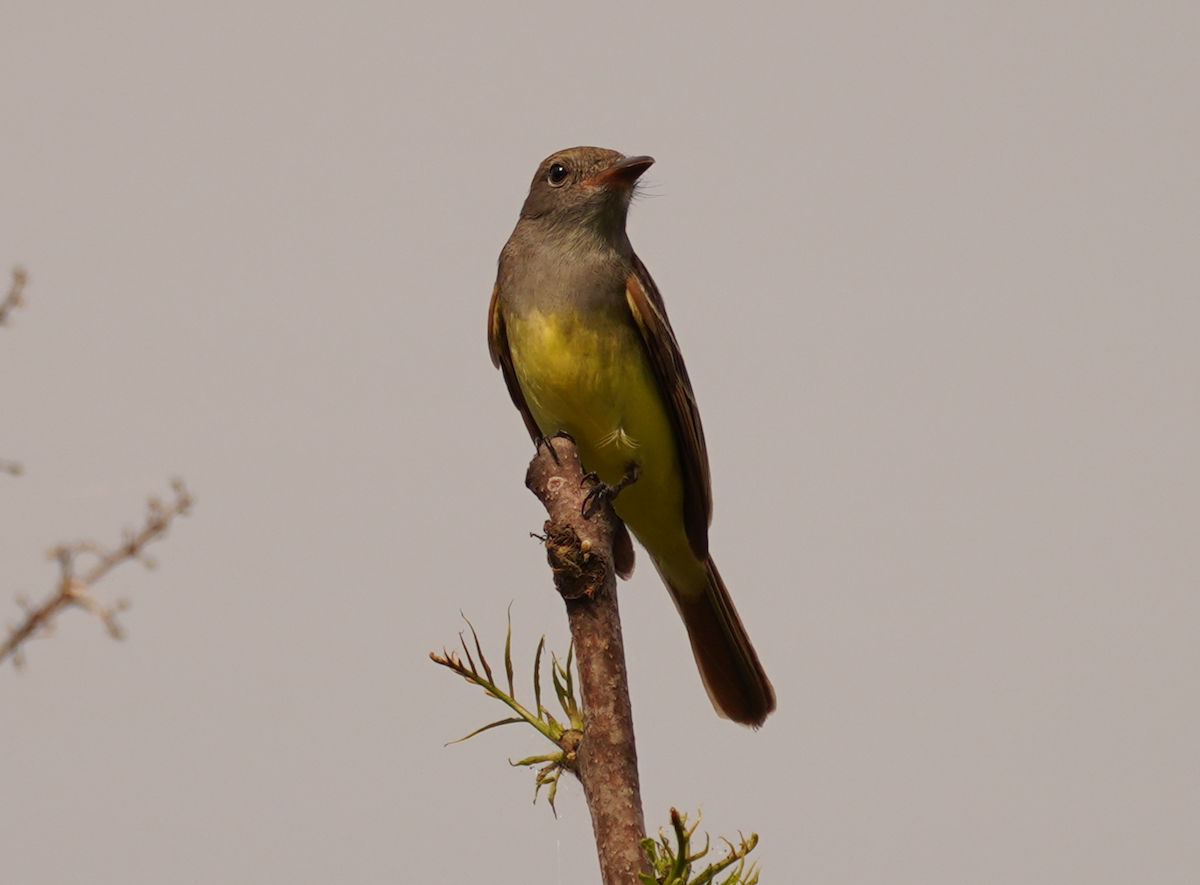 Great Crested Flycatcher - ML618685405
