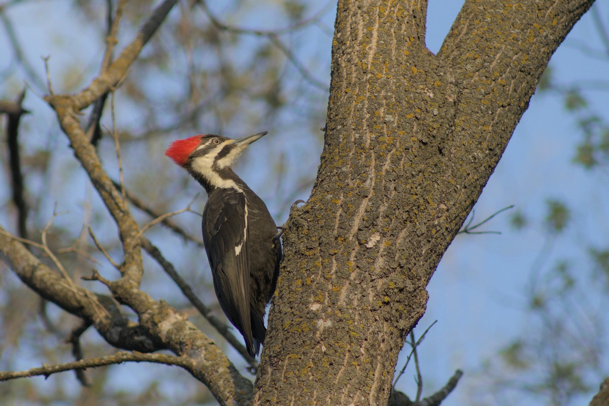 Pileated Woodpecker - ML618685432