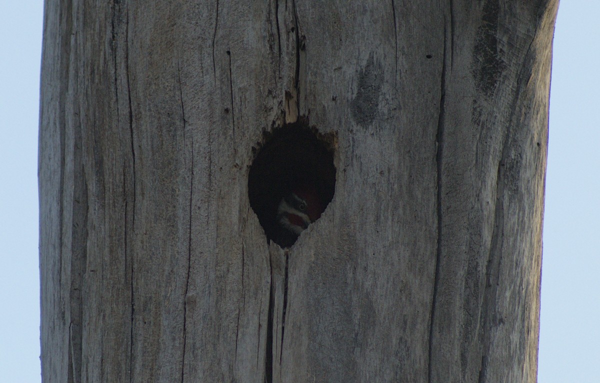 Pileated Woodpecker - ML618685433