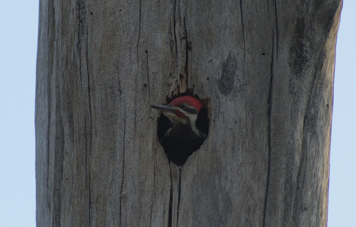 Pileated Woodpecker - ML618685434