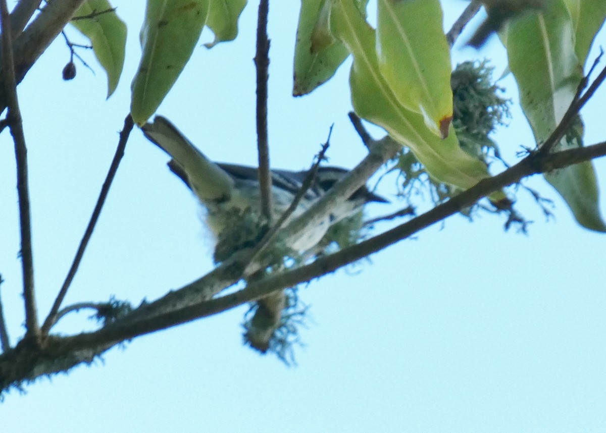 Black-throated Gray Warbler - David Assmann