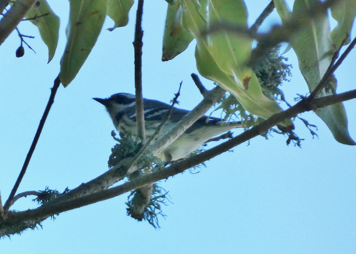 Black-throated Gray Warbler - ML618685439