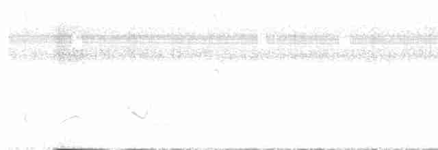 Chocó-Strichelameisenschlüpfer - ML618685461