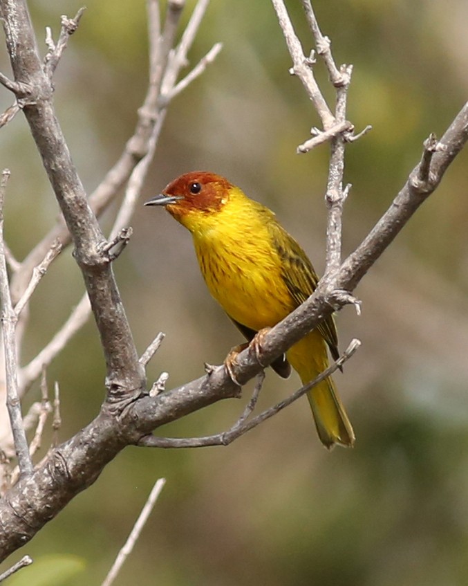Yellow Warbler (Mangrove) - Marceline VandeWater