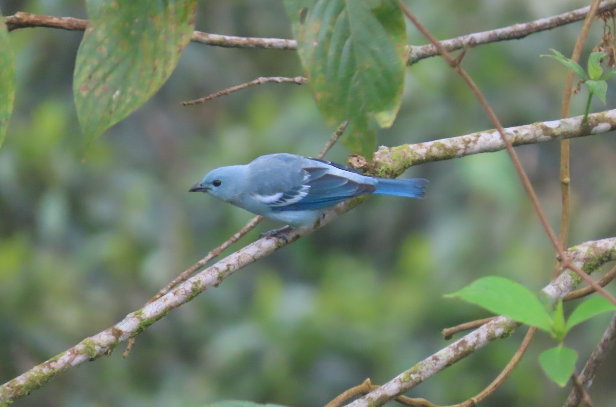 Blue-gray Tanager - ML618685514