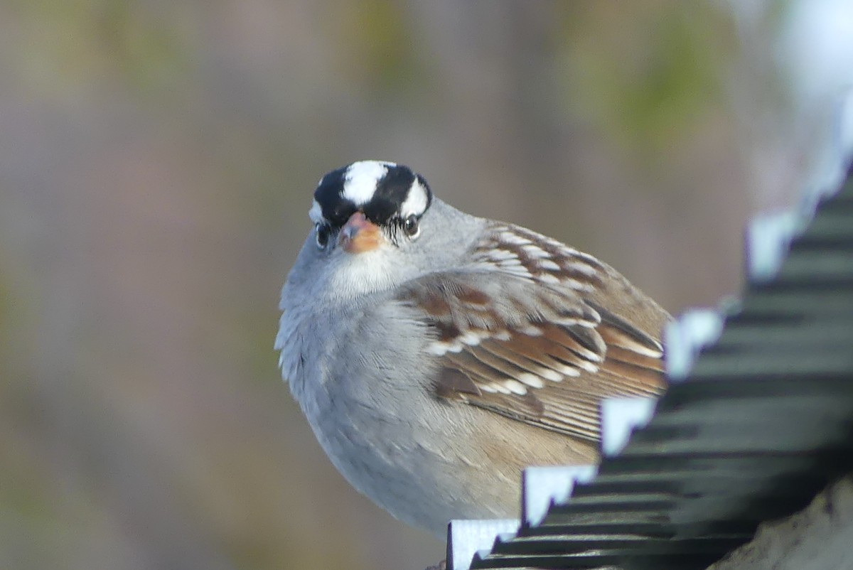 White-crowned Sparrow - ML618685540
