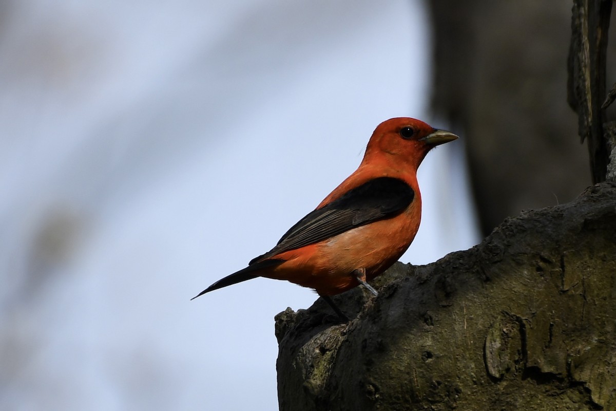 Scarlet Tanager - ML618685550
