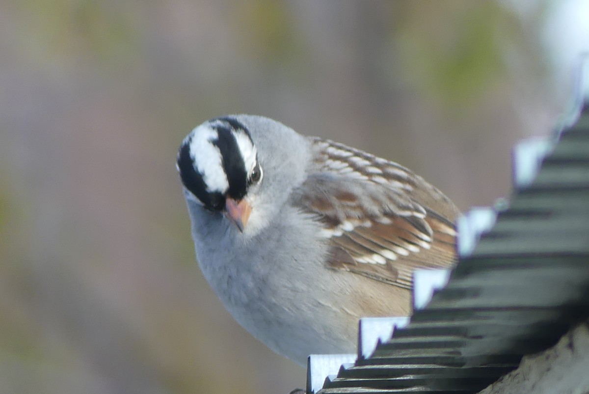 White-crowned Sparrow - ML618685558