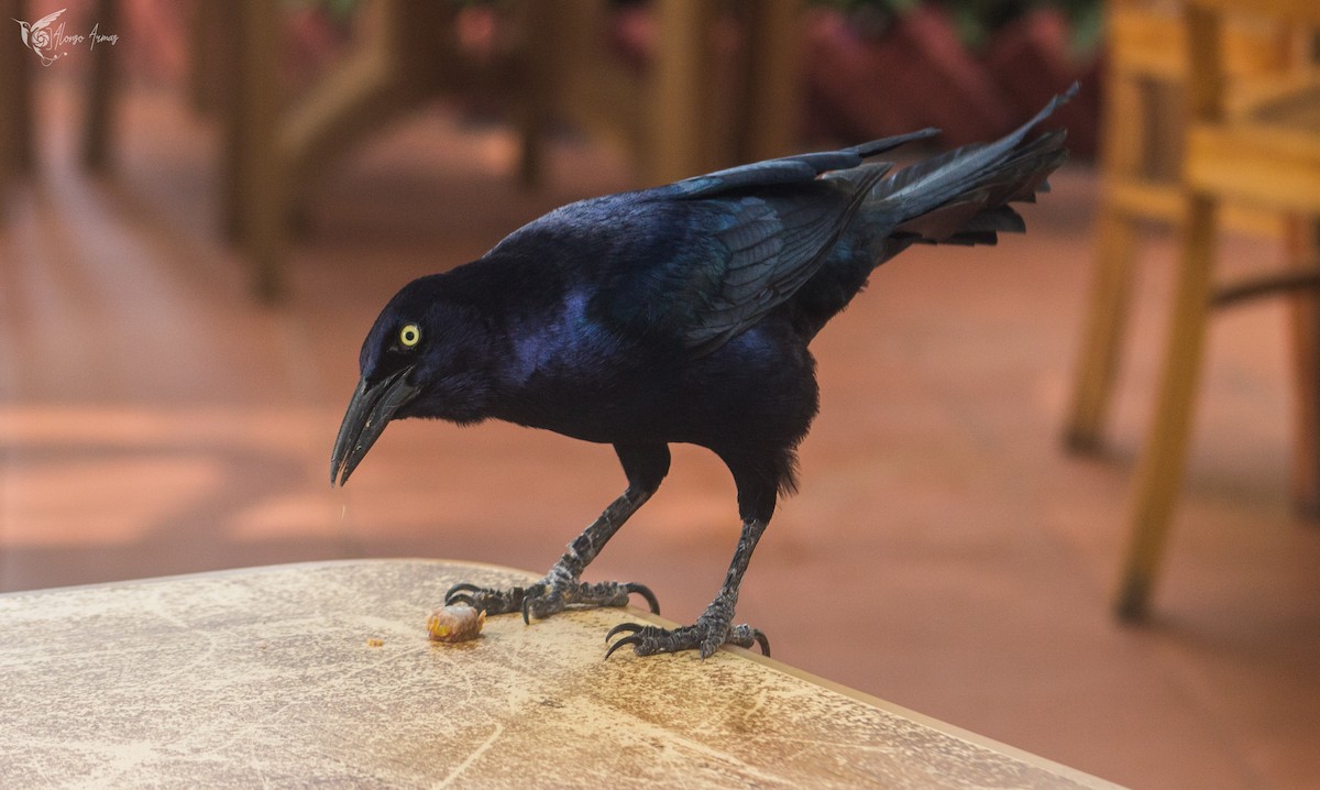 Great-tailed Grackle - ML618685595